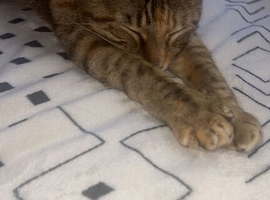 One of a kind female cat