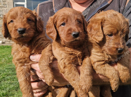 Dark fox red labradooles