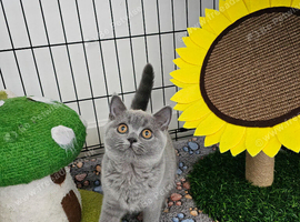 British Shorthair female