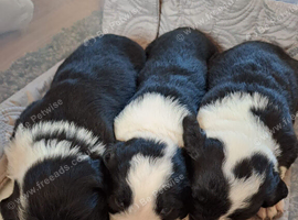Sprollie puppies