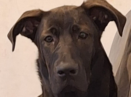 Great dane cross German sheperd