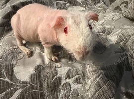 Female skinny pigs for sale