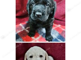 Labrador Retriever Puppies