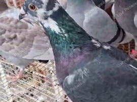 RACING PIGEONS