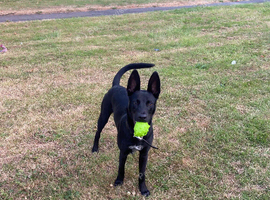 Belgian Malinois Whippet bull (wholly)