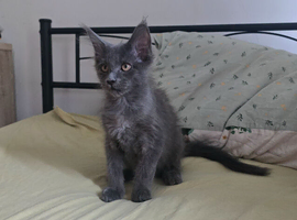 Maine coon kittens