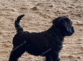 Froodle. Long haired French bulldog  cross miniature poodle