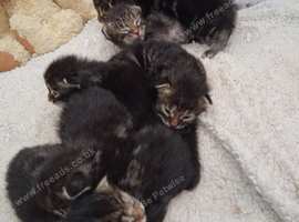 Mixed tabby litter