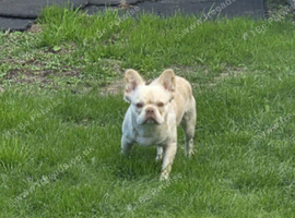 Fluffy frenchie