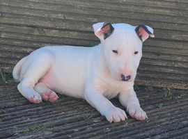 Female English bull terriers