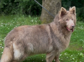 Isabella German Shepard female