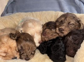 Beautiful F1 Cavapoo Puppies Health Tested Parents
