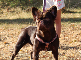 French bulldog fluffy