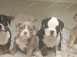 English bulldogs