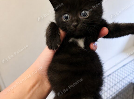 Black kitten with Bow Tie