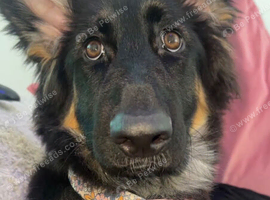German Shepherd pup