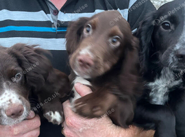 Ready now KC reg cocker spaniel pups