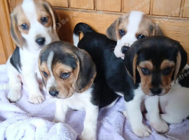 Beagle puppies