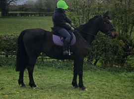 Dutch warmblood companion .. light hack