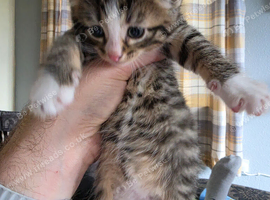 4 beautiful kittens needing new homes