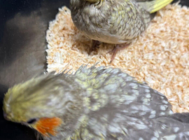 Hand reared Cockatiels