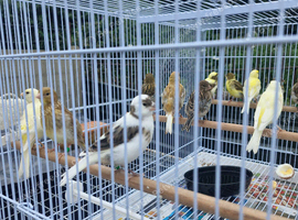 Canaries for sale