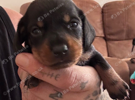 Dachshund puppy (female)