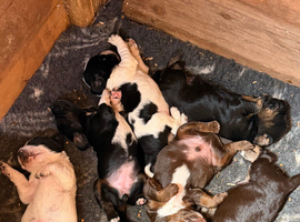 Beautiful Sprocker Puppies from working Kc reg parents