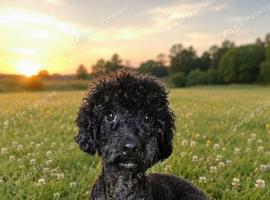 2yr old poodle male