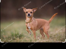 Wanted female chihuahua