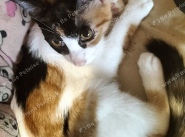 Amber nd raven rehome ASAP