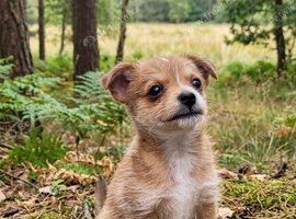 1 chorkie male left. 8 weeks old.