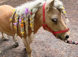 Miniature palomino Shetland fully licensed