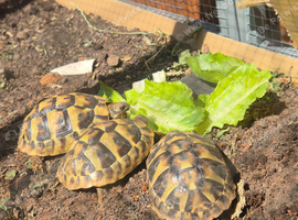 Hermann tortoises 1 year old