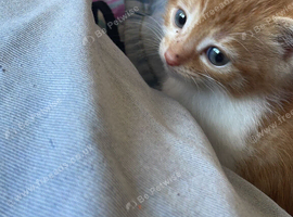 7 week boy kitten ready for next friday