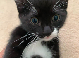 Healthy black and white kittens