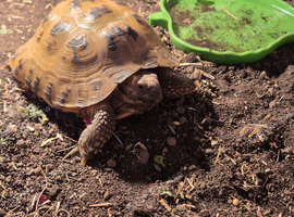 Male horsefield tortoise (tweety pie)
