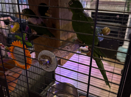 white eyed conure