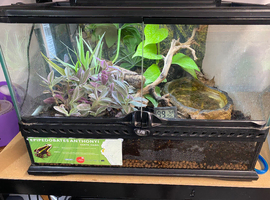 Antony dart frogs