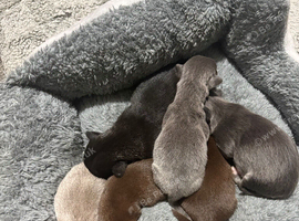 Chihuahua puppies
