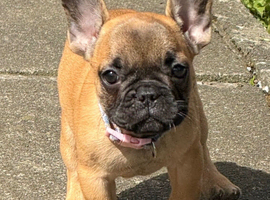 Standard French bulldog puppies