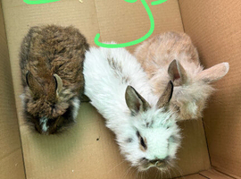13 baby bunnies ready now lop/lionhead