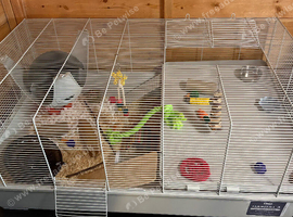 Really friendly male black fancy mouse with full set up