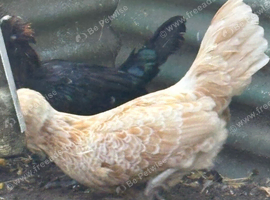 Pair of polish chickens