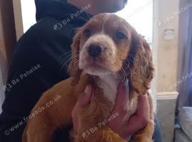 Cocker spaniel