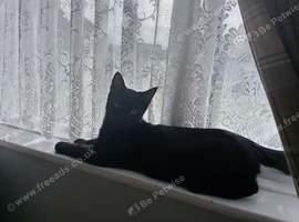 Kitten for sale