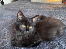 Female fluffy black kitten