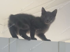 kitten- female and male need gone asap x