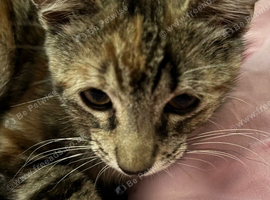 bengal