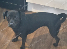 1 famale patterdale